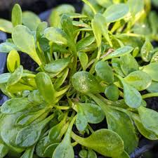Image result for Vigna radicans