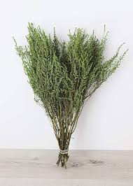 Image result for Stoebe