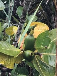 Image result for Gardenia imperialis