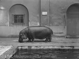 Das sagt das web über zoo zoologischer garten der stadt wuppertal. Zoo Wuppertal Mediendatenbank