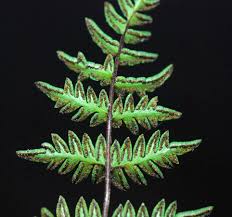 Image result for Aleuritopteris welwitschii