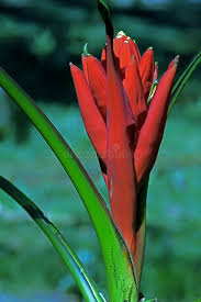 Image result for Musa sp. (Ornamental bananas)