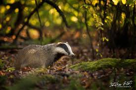 Dachs Badger In 2020 Animal Photography Wildlife Animals Beautiful Creatures