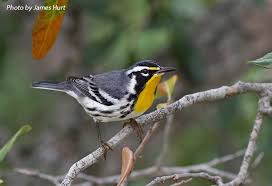 Breeds from illinois, ohio, and new jersey south to missouri, texas, gulf coast, and northern florida. Yellow Throated Warbler State Of Tennessee Wildlife Resources Agency