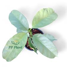 Image result for hoya multiflora