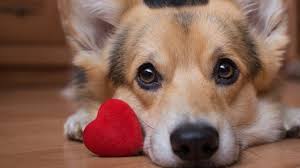If you're not feeling any of these names, there are a few classic ones that never go out of style. 1001 Of The Most Popular Girl Dog Names All Things Dogs All Things Dogs