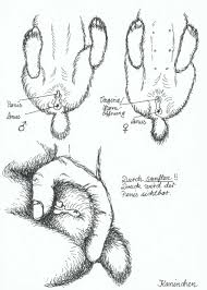 Ab wann habt iht das geschlecht eures babys erfahren? Zwergwidder Kaninchen Nhd 18 Das Geschlecht Von Kaninchen