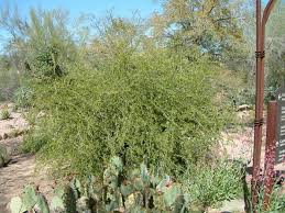 Image result for Lycium