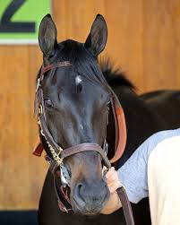 Slideshow Meet The 2021 Preakness Stakes Contenders America S Best Racing