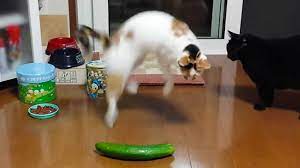 Cats Vs Cucumbers What S Up With That Cats Scared Of Cucumbers Cats Vs Cucumbers Cats And Cucumbers