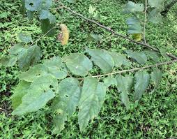 Image result for Guazuma