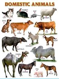 Easy Learning Animals Chart Domestic Animals Names