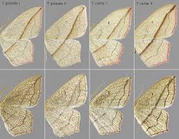 Image result for Timandra griseata