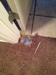Dog Chewed Up Carpet In College Town Indianapolis Carpet Repair Saves The Day Indianapolis Carpet Repair