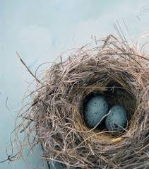 Blue Bird Eggs With Brown Spots Eggs In A Nest By Elena Ray Nest Art Bird Nest Bird