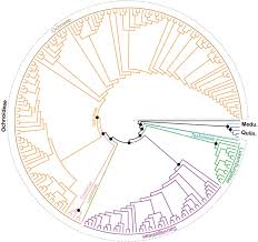 Image result for Campylospermum vogelii