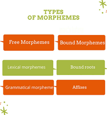 The first category, free morphemes bound morphemes can also be divided into two categories. Morpheme Definition Types And Examples English Finders