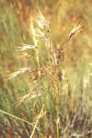 Image result for Bromus  tectorum