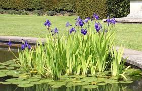 Louisiana water iris are some of the best and most varied of water irises, hardy, versatile, easy to grow and water loving. How To Plant Water Iris Plants In A Backyard Pond