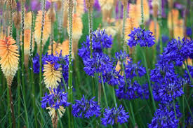 A Fabulous Duo To Try Agapanthus And Kniphofia Agapanthus Water Wise Plants Annual Garden