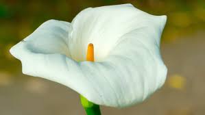 Image result for Zantedeschia