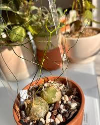 Image result for Schizobasis intricata