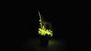 Natural glow in the dark flowers. Whatever Happened To The Glowing Plant Kickstarter The Atlantic