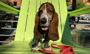 Monthly vaccination clinics are scheduled to take place at each of the spca of texas' three north. These Dog Friendly San Antonio Restaurants Offer A Place To Celebrate National Puppy Day Flavor