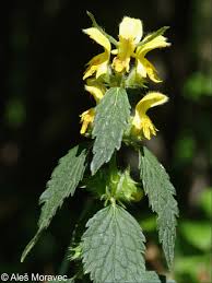 Image result for Lamium galeobdolon