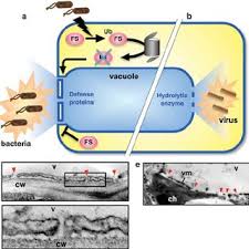 Check spelling or type a new query. Pdf The Role Of Vacuole In Plant Cell Death