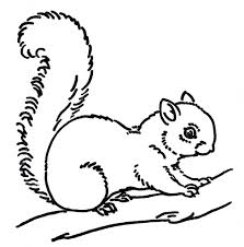 Maybe you would like to learn more about one of these? 7 Squirrel Drawings Ideas Squirrel Drawings Animal Drawings