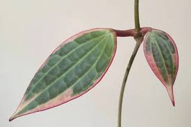 Image result for Carvalhoa macrophylla