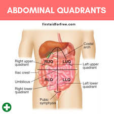 These printable coordinate planes have each quadrant labeled in lighter background text in the grid. What Are The Four Quadrants Of The Abdomen First Aid For Free
