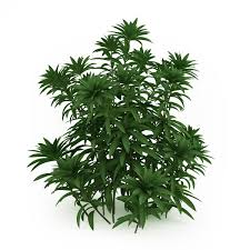 Japanese Andromeda Pieris Japonica 3d Model Ad Andromeda Japanese Pieris Model Plants 3d Model Japanese