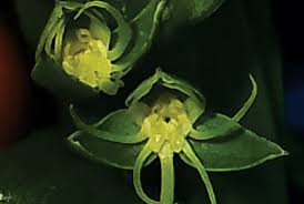 Image result for Habenaria laurentii