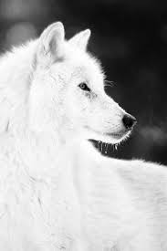 Ethereal Lobo Branco Animais Adoraveis Animais Selvagens