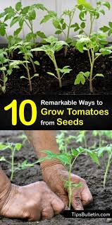 We did not find results for: 10 Remarkable Ways To Grow Tomatoes From Seeds