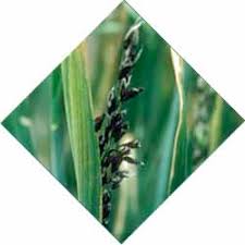 EC95-1873 Cultural Practices That Influence Wheat Diseases