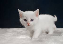 asena umay bozkurt adli kullanicinin kediler panosundaki pin cute kittens hayvan bebekler cok sirin hayvanlar