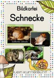 Bildkartei Schnecke Unterrichtsmaterial Im Fach Sachunterricht Schnecken Kartei Kleinkind Lernen