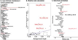 Check out our monkey camel selection for the very best in unique or custom, handmade pieces from our shops. Robust Methods For Detecting Convergent Shifts In Evolutionary Rates Biorxiv