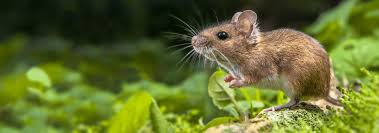 If mice are favoring your stove, place the traps along the wall behind the stove where they may be traveling in and out for food. Rodent Identification A Guide To Rodents In Jacksonville Florida