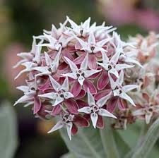 Undeniably Gorgeous In Leaf Amp Bloom Everyone Who Can Should Grow Our Native Perennial Showy Milkweeds As They Are A Butterfly Plants Asclepias Milkweed