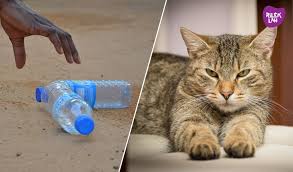 Kucing adalah haiwan peliharaan yang comel dan manja. Petua Elak Kucing Kencing Di Kawasan Rumah Katanya Menjadi Rileklah Com