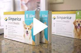 As a tool that checks for plagiarism you will also have to work with your instructors in this area to ensure that you're not late with your submissions. Simparica Sarolaner Flea And Tick Protection For Dogs Zoetis Us