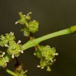 Image result for Pleurostylia