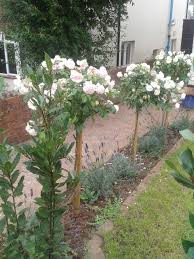 Standard Roses And Lavender Rose Garden Design Standard Roses Landscaping With Roses