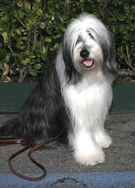 Check Out The Family S Review Of The Shaggy Dog Here Http Chaptersandscenes Wordpress Com 2014 07 16 The Family Reviews Th Dogs Dog Stock Photo Domestic Dog