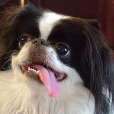 Black And White Pekingese Japanese Chin Black And White Japanese Chin Chin Black And White