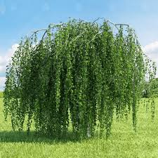Prunus snofozam, falling snow weeping cherry falling snow is spectacular weeping cherry tree. Betula Pendula Youngii Youngs Weeping Birch Tree Free Delivery